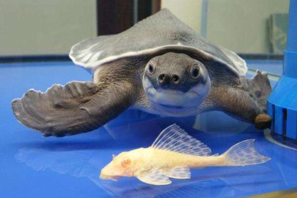 養(yǎng)豬鼻龜有什么寓意？豬鼻龜是保護(hù)動(dòng)物嗎？