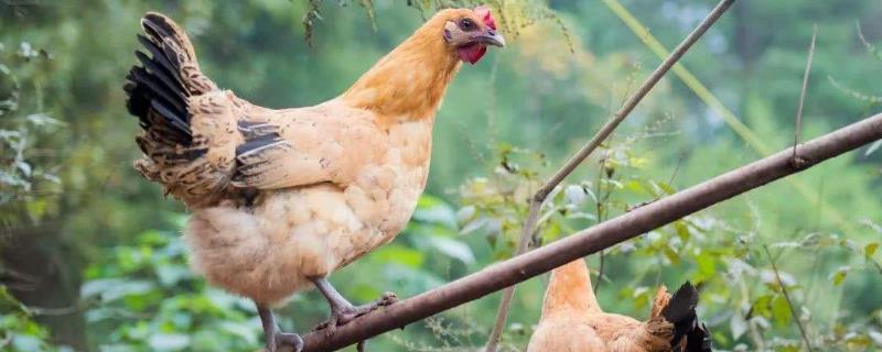 土雞多少一斤？雞販子收土雞多少一斤？