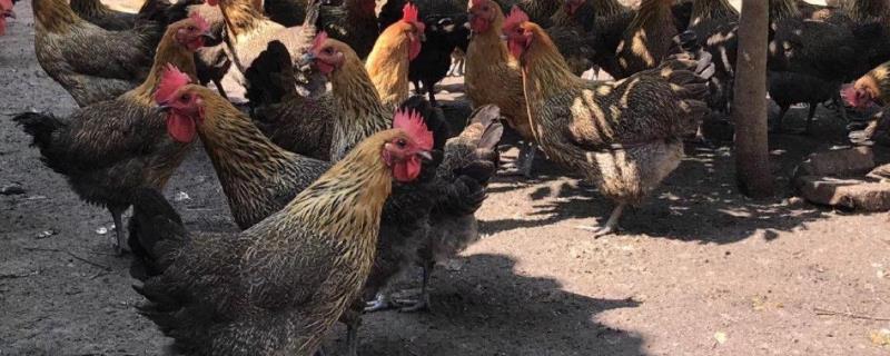 麻雞和三黃雞哪個貴？哪個更好吃更貴？附區(qū)別