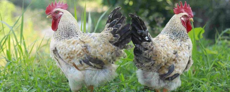 養蛋雞和肉雞哪個掙錢？養5000只蛋雞利潤大嗎？