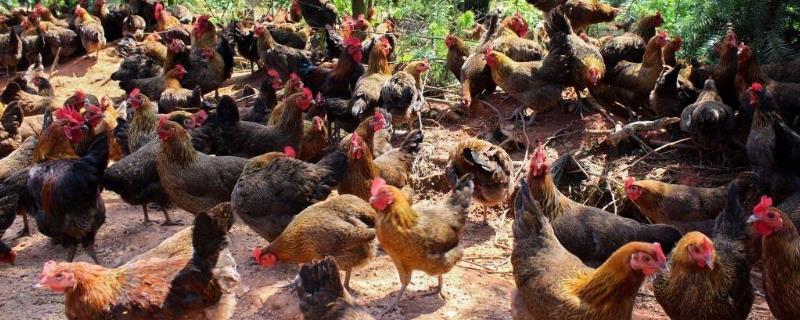 如何判斷土雞年齡？土雞年齡老不老怎么看？