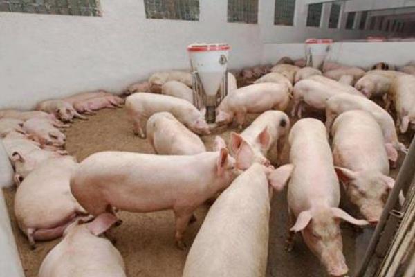 哈薩克斯坦為什么允許養豬？可以進口嗎？