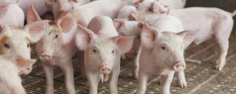 農民自配豬飼料配方，附各階段詳細配方