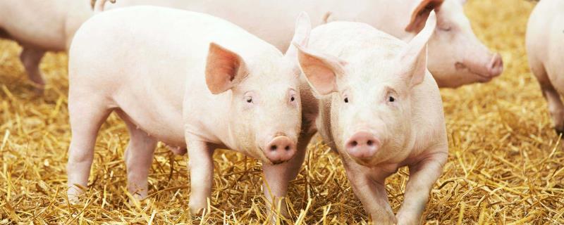 仔豬保育床圖片及尺寸，價格多少錢一個？怎么安裝？