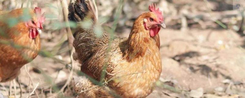 農(nóng)村養(yǎng)什么投資小，農(nóng)村養(yǎng)殖什么風(fēng)險(xiǎn)小