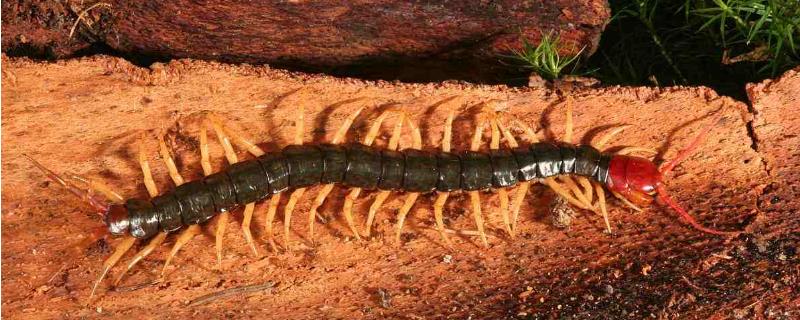 家庭小型室內養殖項目，空房子養殖什么掙錢快