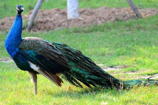 孔雀養(yǎng)殖最大的問題？需要什么證件？有前景嗎？