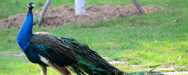 哪有孔雀苗賣？多少一只？附孔雀養殖技術