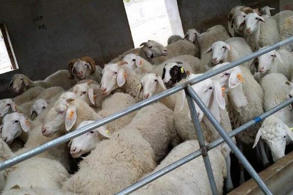 育肥羊的利潤與成本，利潤有多大？