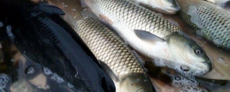 賣魚的利潤有多少？賣魚掙錢嗎？一年能掙多少錢？