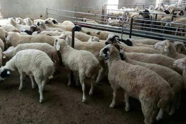 育肥羊的利潤與成本，利潤有多大？