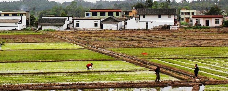 2020年在農(nóng)村什么掙錢，2020年在農(nóng)村適合做什么生意