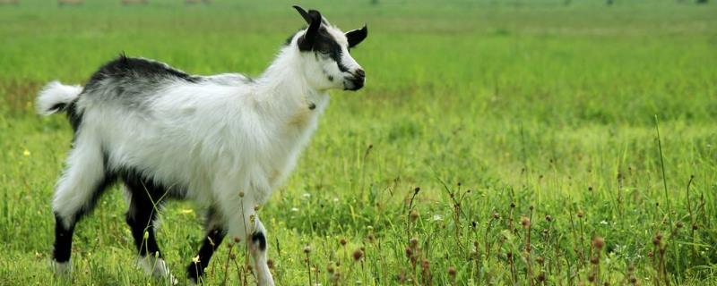 山羊和綿羊哪個貴（附原因）？哪個更好養(yǎng)？