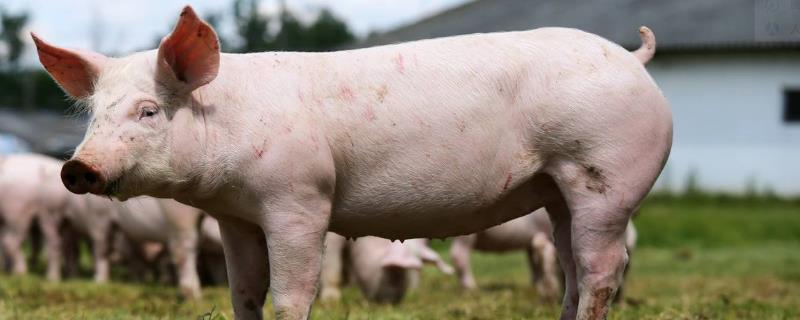 母豬圈怎么設計最合理，母豬定位欄尺寸圖片說明