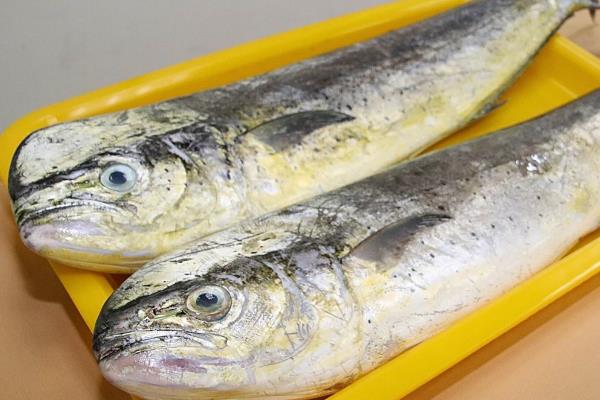 鬼頭刀魚市場上多錢一斤?好吃嗎?怎么吃?