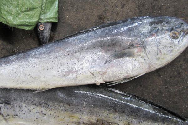 鬼頭刀魚市場上多錢一斤?好吃嗎?怎么吃?