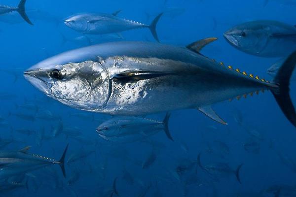 黃骨魚養殖風險大嗎?附養殖條件及技術和成本