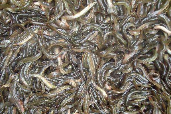 養魚掙錢嗎?養魚賺錢還是養泥鰍賺錢?