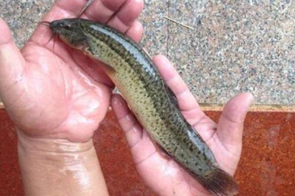 養魚掙錢嗎?養魚賺錢還是養泥鰍賺錢?