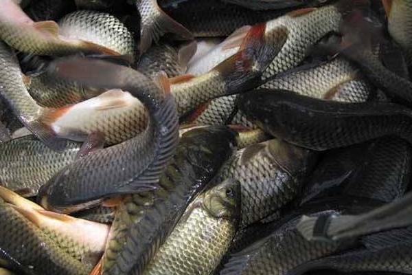 養魚掙錢嗎?養魚賺錢還是養泥鰍賺錢?