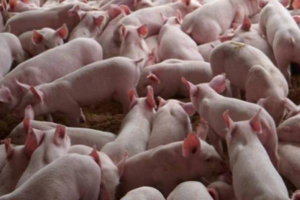 2020年養豬掙錢嗎，附行情預測