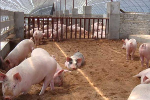 2020年養豬掙錢嗎，附行情預測
