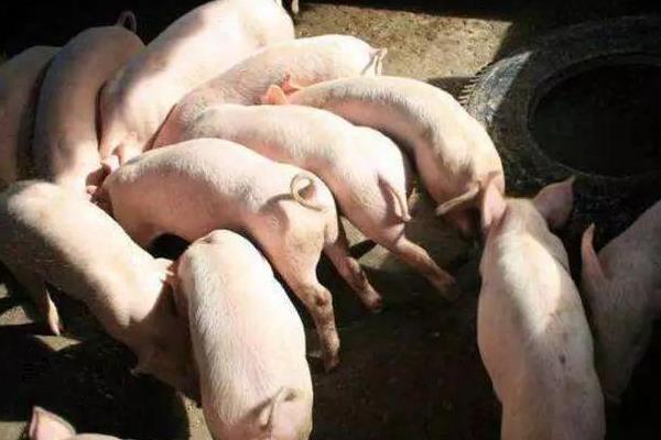 2020年養豬掙錢嗎，附行情預測