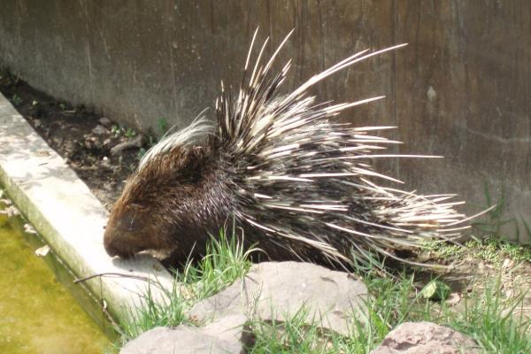 刺豬市場(chǎng)價(jià)多少一斤,刺豬養(yǎng)殖要什么證件