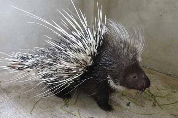 刺豬市場(chǎng)價(jià)多少一斤,刺豬養(yǎng)殖要什么證件