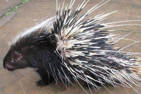 刺豬市場(chǎng)價(jià)多少一斤,刺豬養(yǎng)殖要什么證件