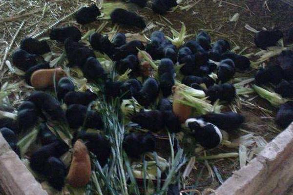 花毛豚種苗價多少一只?去哪里買?