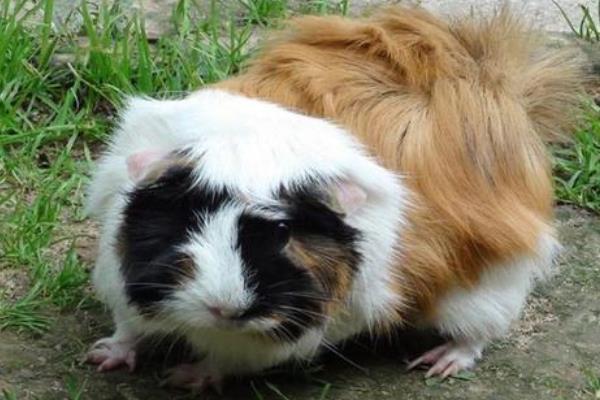 花毛豚種苗價多少一只?去哪里買?