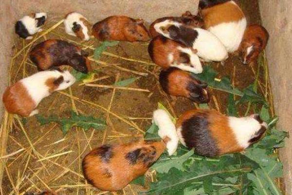 花毛豚種苗價多少一只?去哪里買?