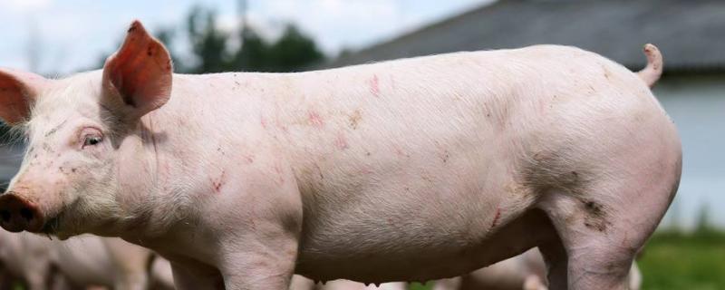 養豬麻煩還是養羊麻煩？哪個利潤大？