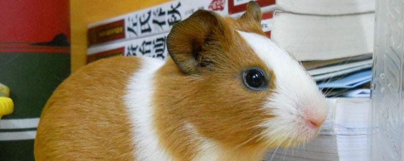 花毛豚種苗價多少一只?去哪里買?