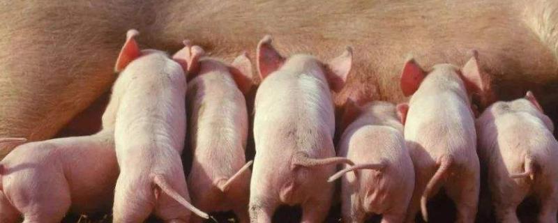 母豬配種的最佳時間，仔母豬初次配種最佳時間是什么時候