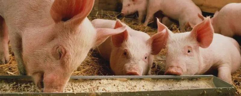 大年初三肥豬拱門寓意，附說法來源歷史