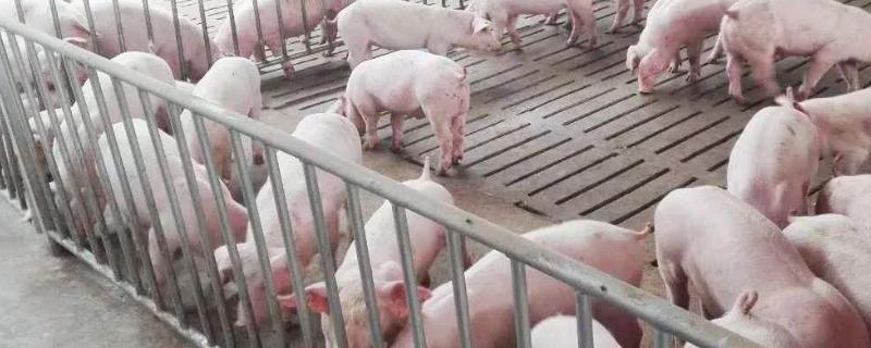 豬舍用什么取暖最經濟，取暖設備有哪些？