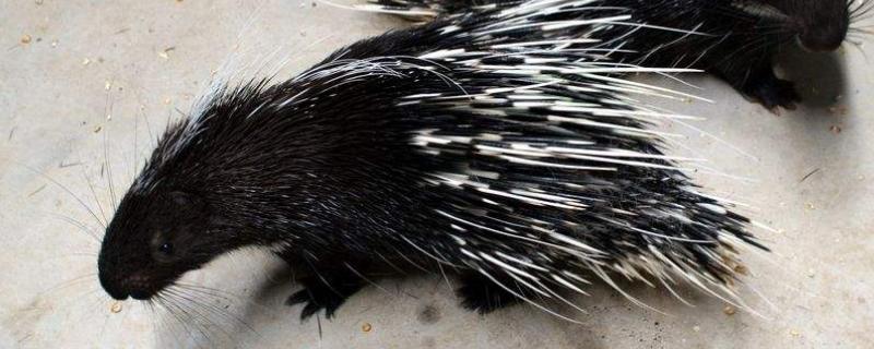 刺豬市場(chǎng)價(jià)多少一斤,刺豬養(yǎng)殖要什么證件