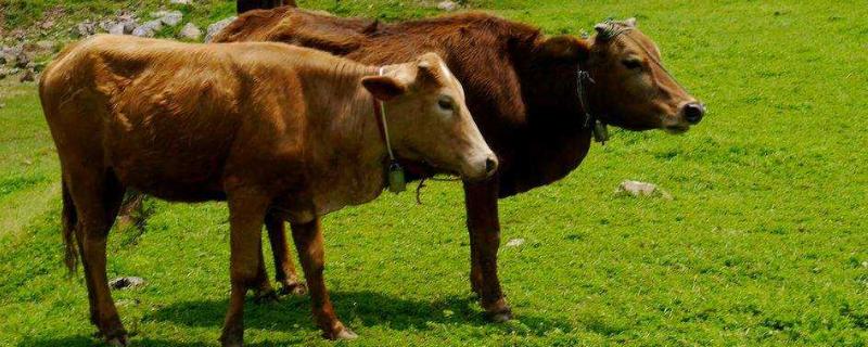 養(yǎng)牛的真實利潤計算,風(fēng)險到底有多大?