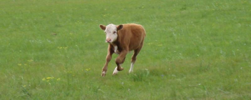 新生牛犢最佳吃奶時間,嗆著了咳嗽怎么辦?