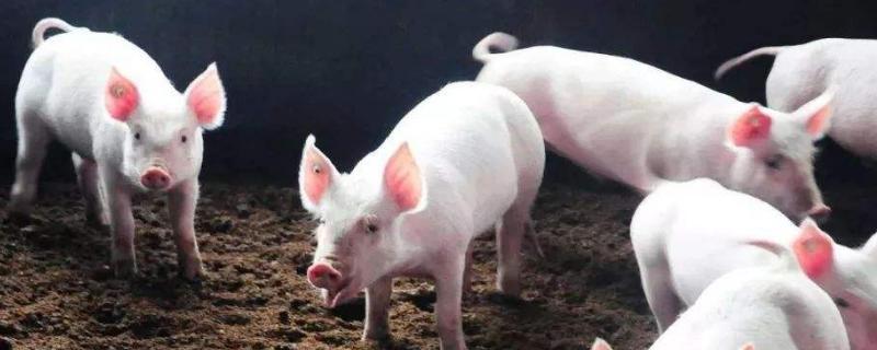 山林放養(yǎng)豬的成本預(yù)算，附養(yǎng)殖技術(shù)（怎么圈山及冬天注意事項(xiàng)）