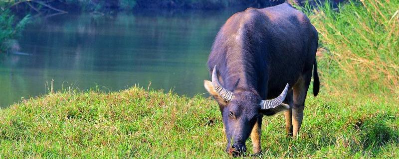 一頭牛多少錢(幾萬)?一頭牛的屠宰費要多少?