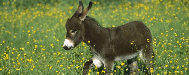 為什么養驢不如養牛?為什么養驢的越來越少?