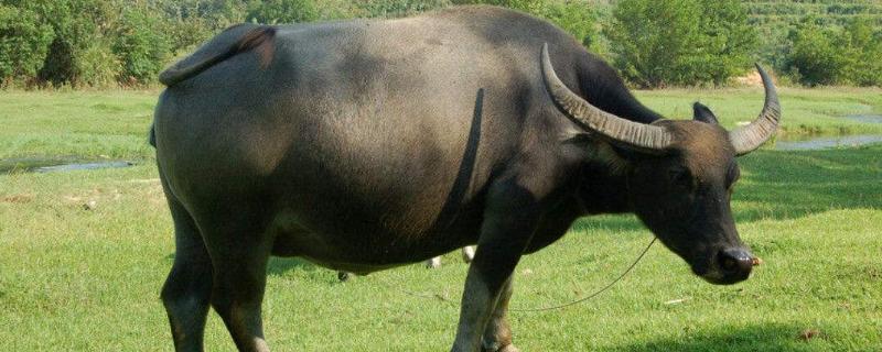 養(yǎng)牛回本快還是養(yǎng)羊回本快?養(yǎng)牛麻煩還是養(yǎng)羊麻煩?