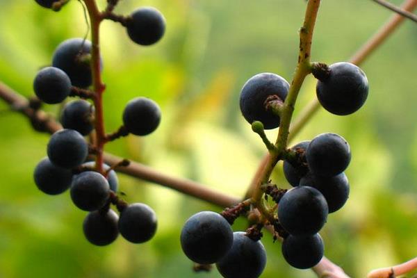 葡萄長毛了還能吃嗎?怎么處理?