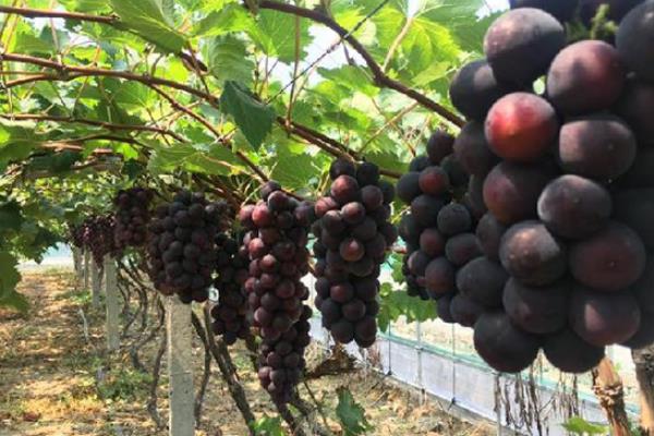 葡萄長毛了還能吃嗎?怎么處理?