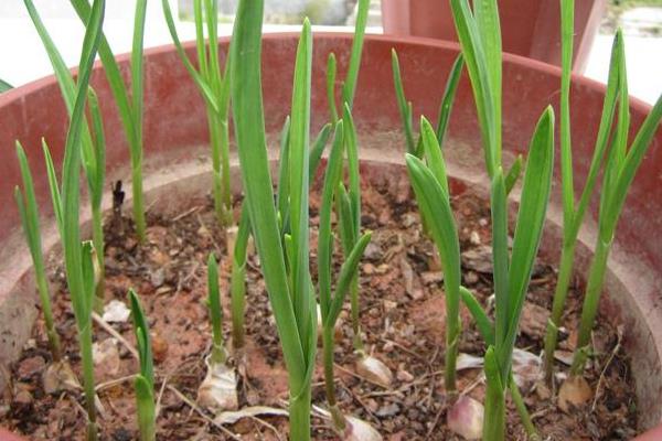 蒜苗的高度18天記錄（含10天、14天）