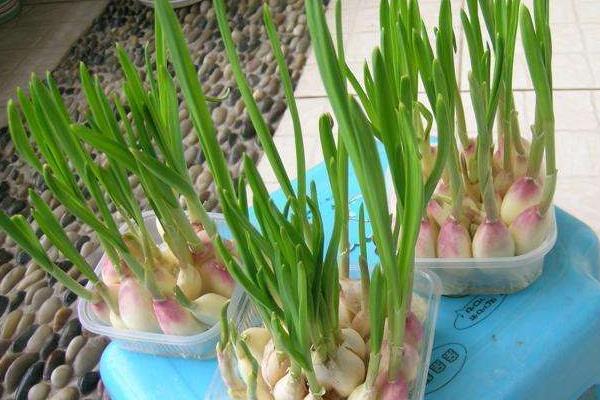 蒜苗的高度18天記錄（含10天、14天）