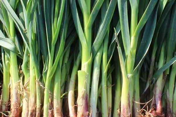 蒜苗的高度18天記錄（含10天、14天）